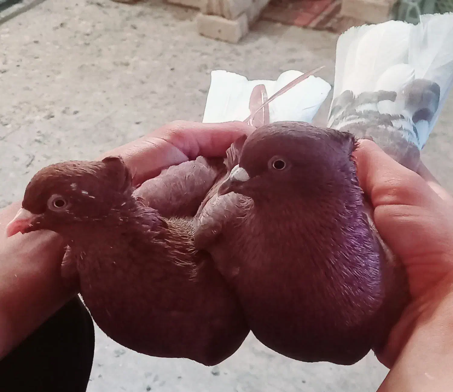 طوقی و دم سفید جفت|پرنده|خرمشهر, |دیوار