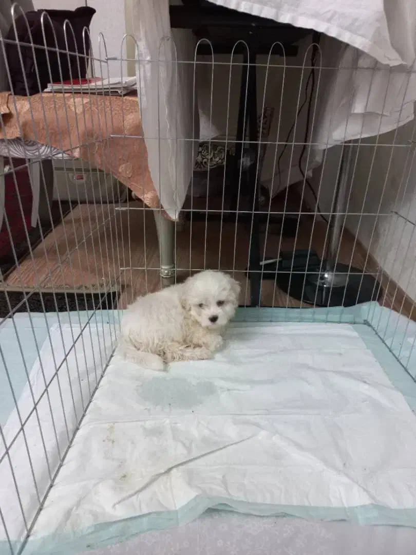 سگ مالتی کراس ۳ ماهه|سگ|ری, ظهیرآباد|دیوار