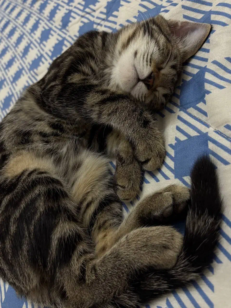 گربه واگذاری|گربه|گرگان, |دیوار