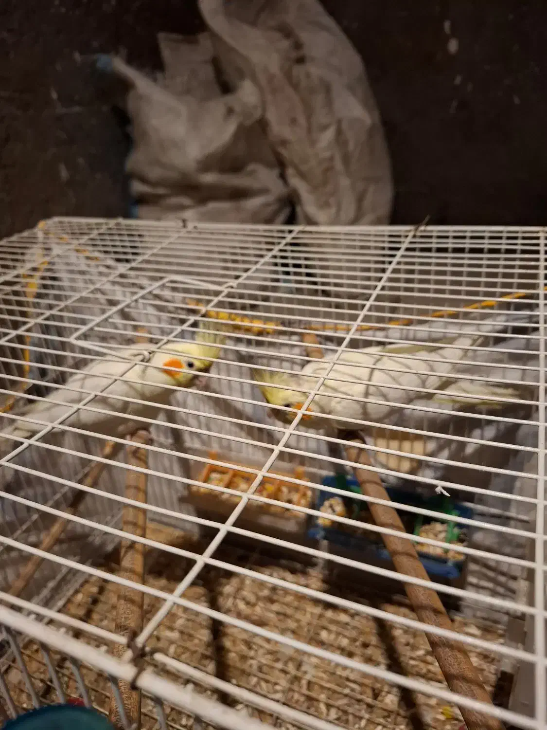 عروس هلندی|پرنده|مشهد, امیرآباد|دیوار