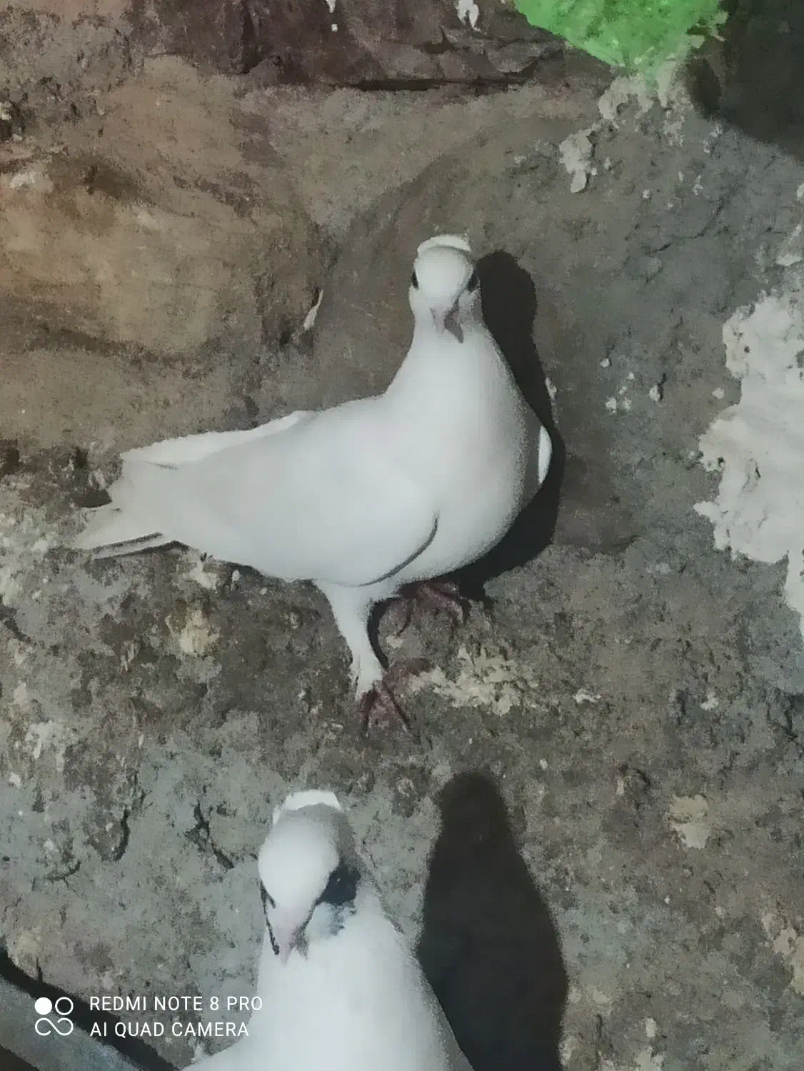 40عدد کبوتر تهرانی معاوضه با مرغ و خروس|پرنده|جوانرود, |دیوار