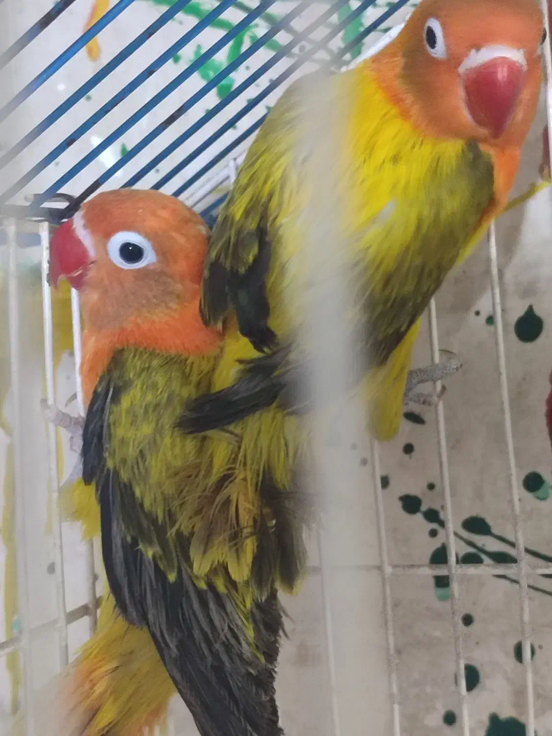 گرینچیک.عروس . خورشیدی.برزیلی.مرغ عشق|پرنده|محمدشهر, محمدشهر|دیوار