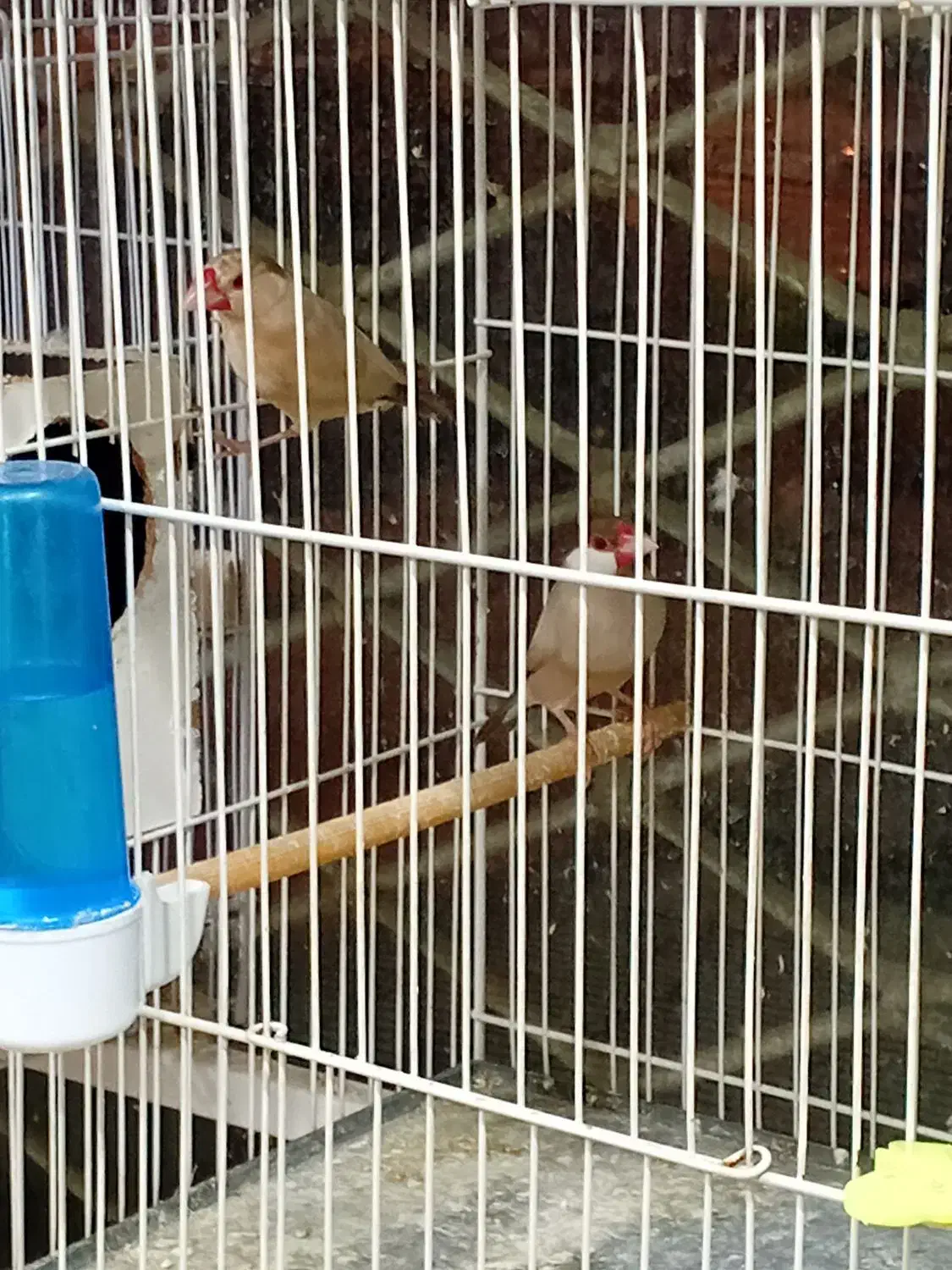 جغدی مرغ عشق انگلیسینرگسی شکلاتی چشم فالو|پرنده|مشهد, شهرک بهارستان|دیوار