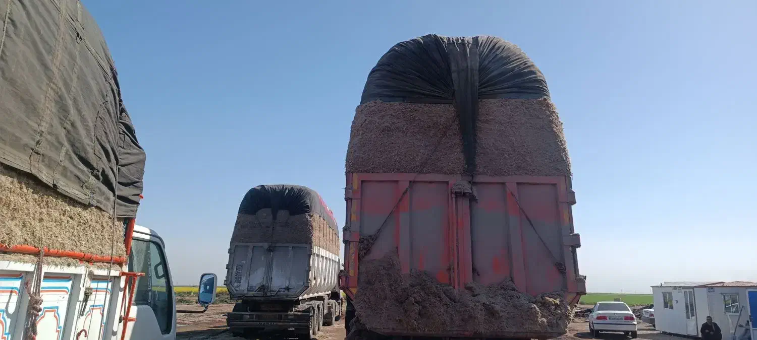 کاه نیشکر،  باگاس|عمده‌فروشی|کارون, |دیوار