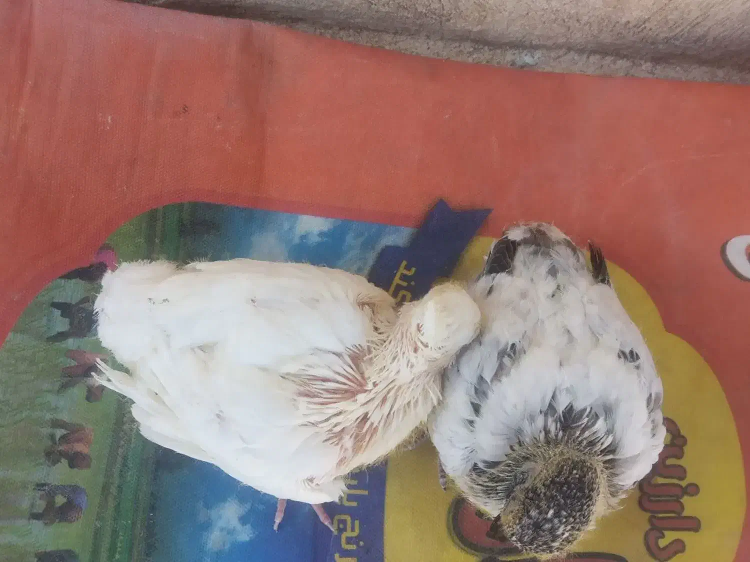 جوجه کبوتر|پرنده|مشهد, فاطمیه|دیوار