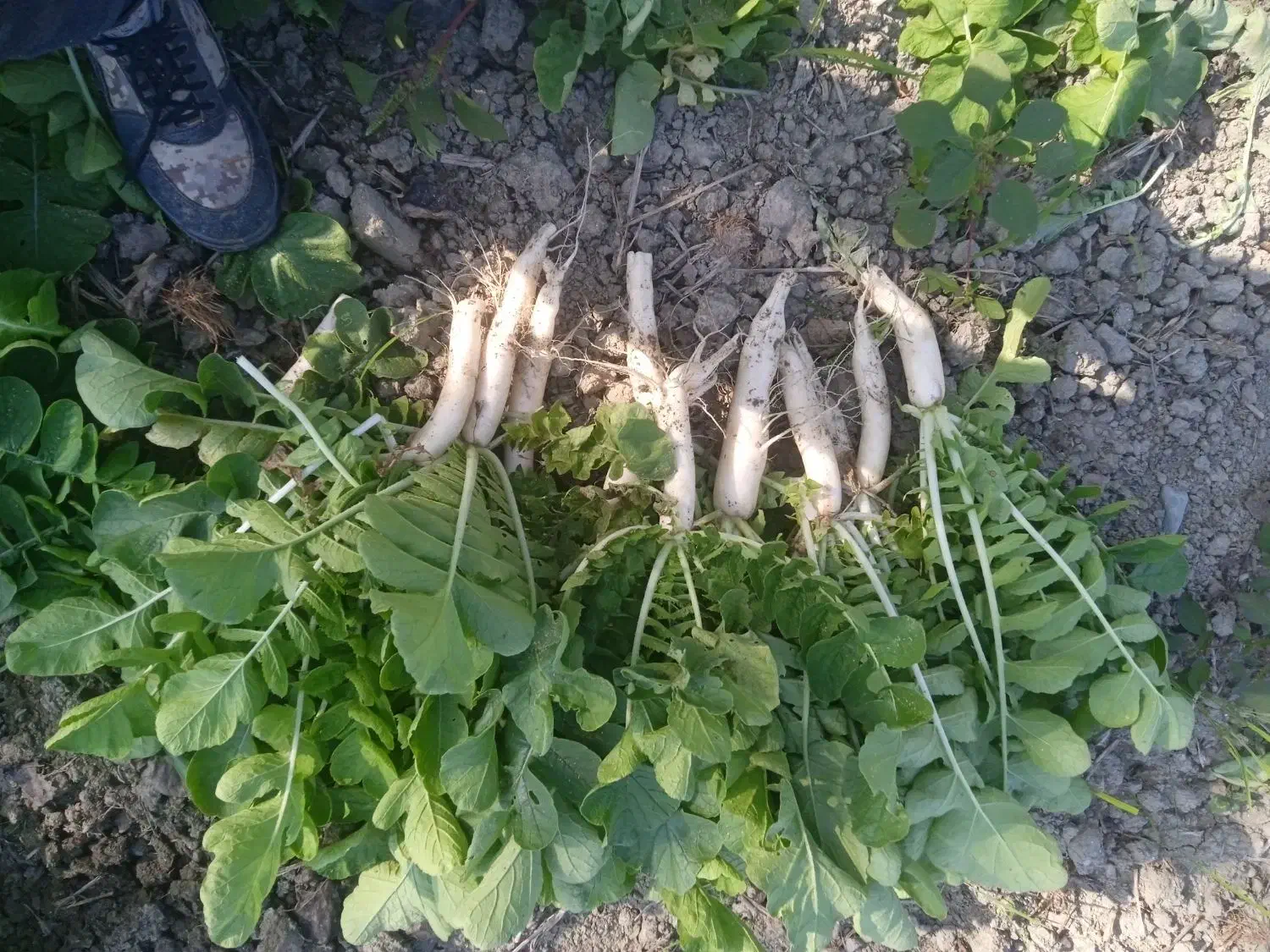 طرب سفید قرمز|خوردنی و آشامیدنی|بندر گز, |دیوار