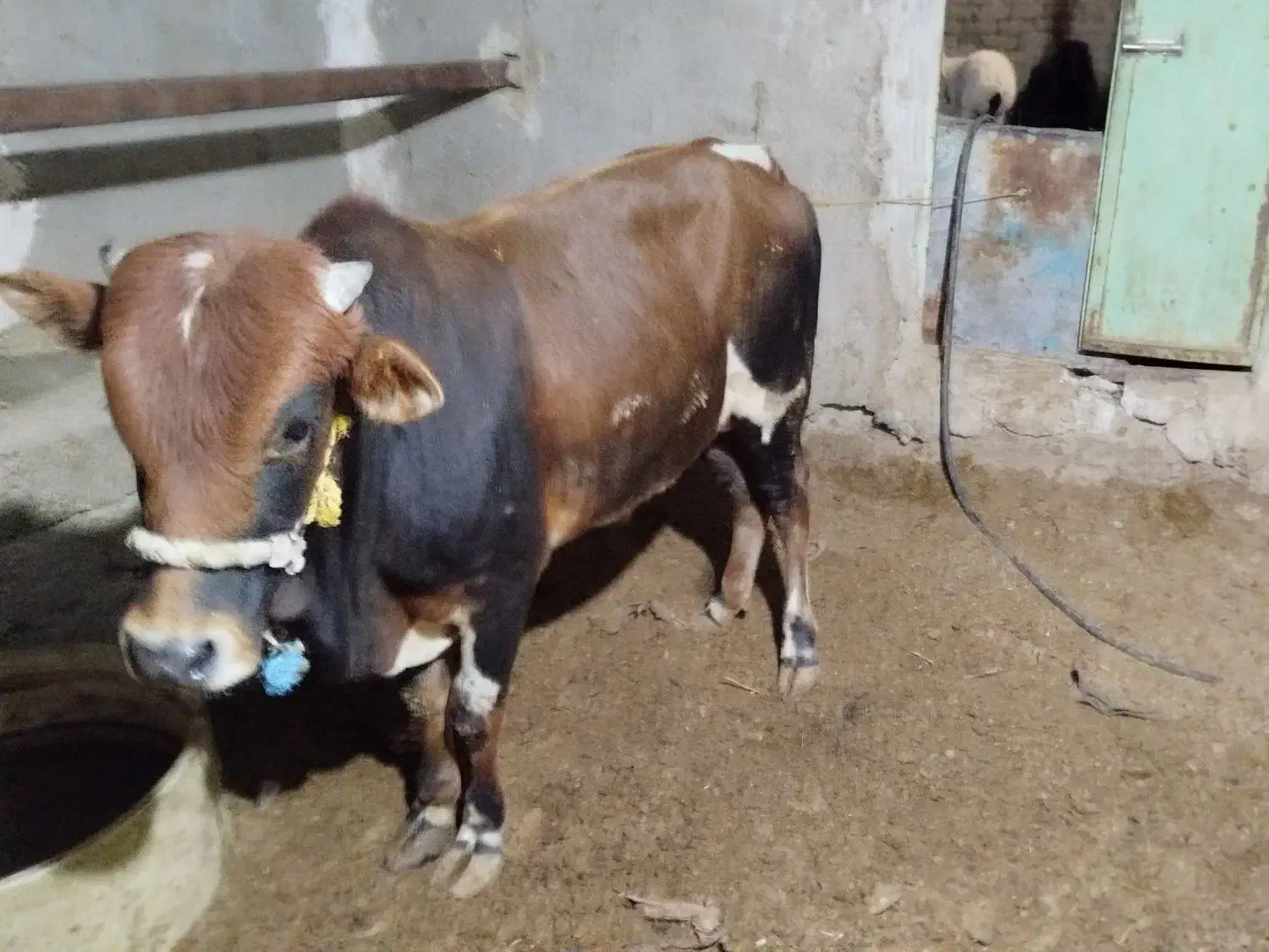 گوساله چاق نر|حیوانات مزرعه|زهک, |دیوار