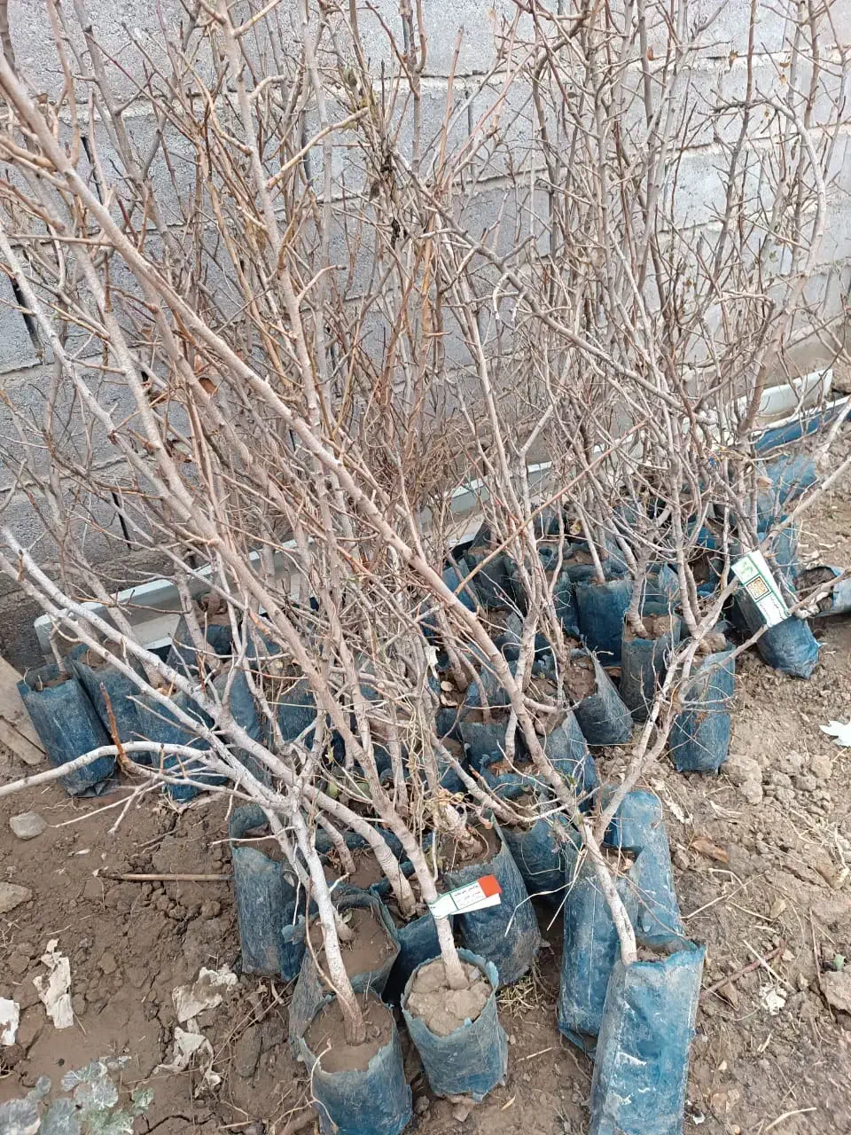 فروش نهال پسته پیوندی و کشت بافت|خدمات باغبانی و درختکاری|تهران, امجدیه (خاقانی)|دیوار