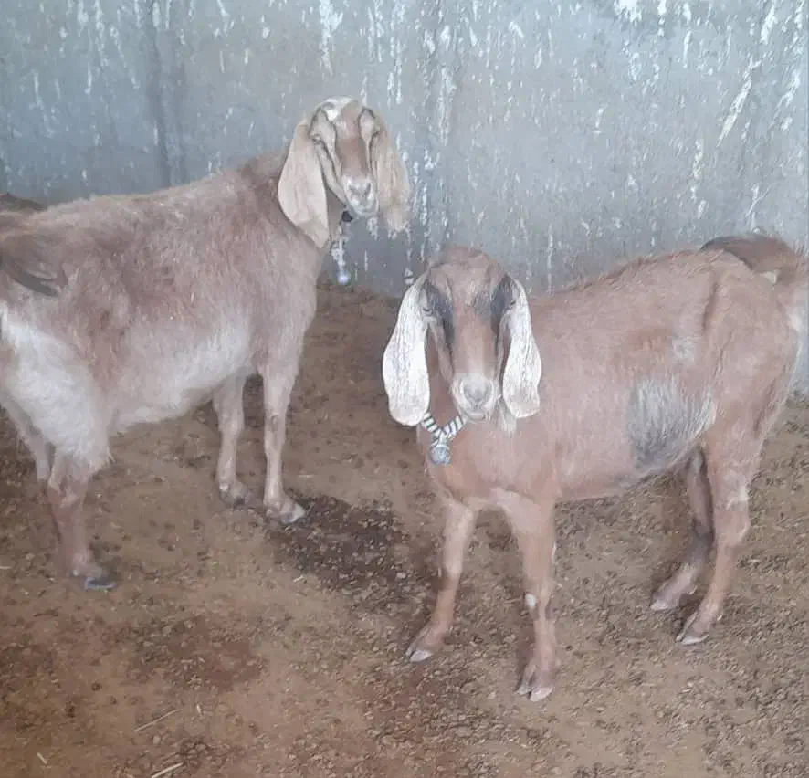 دوبز آبستنبهترین نژاد|حیوانات مزرعه|ملکشاهی, |دیوار