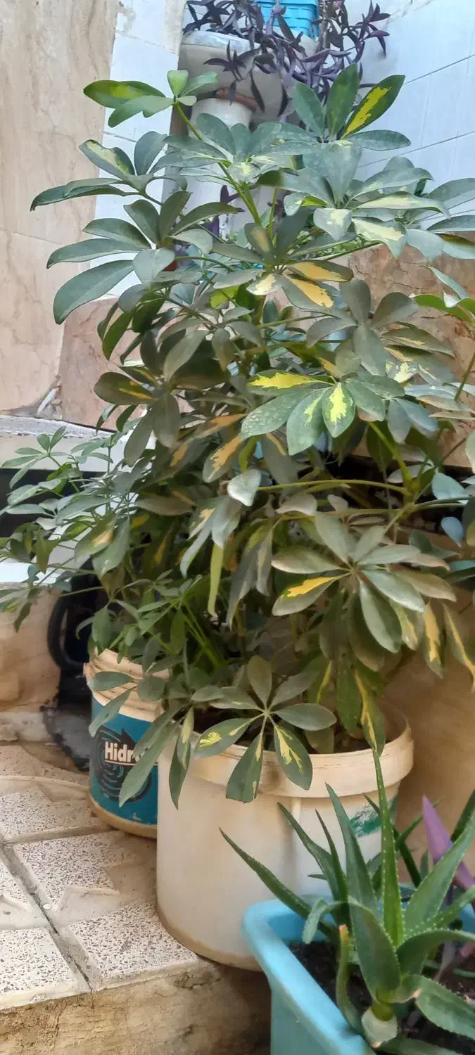 گل طبیعی شفلرا|گل و گیاه طبیعی|ورامین, خیر آباد|دیوار