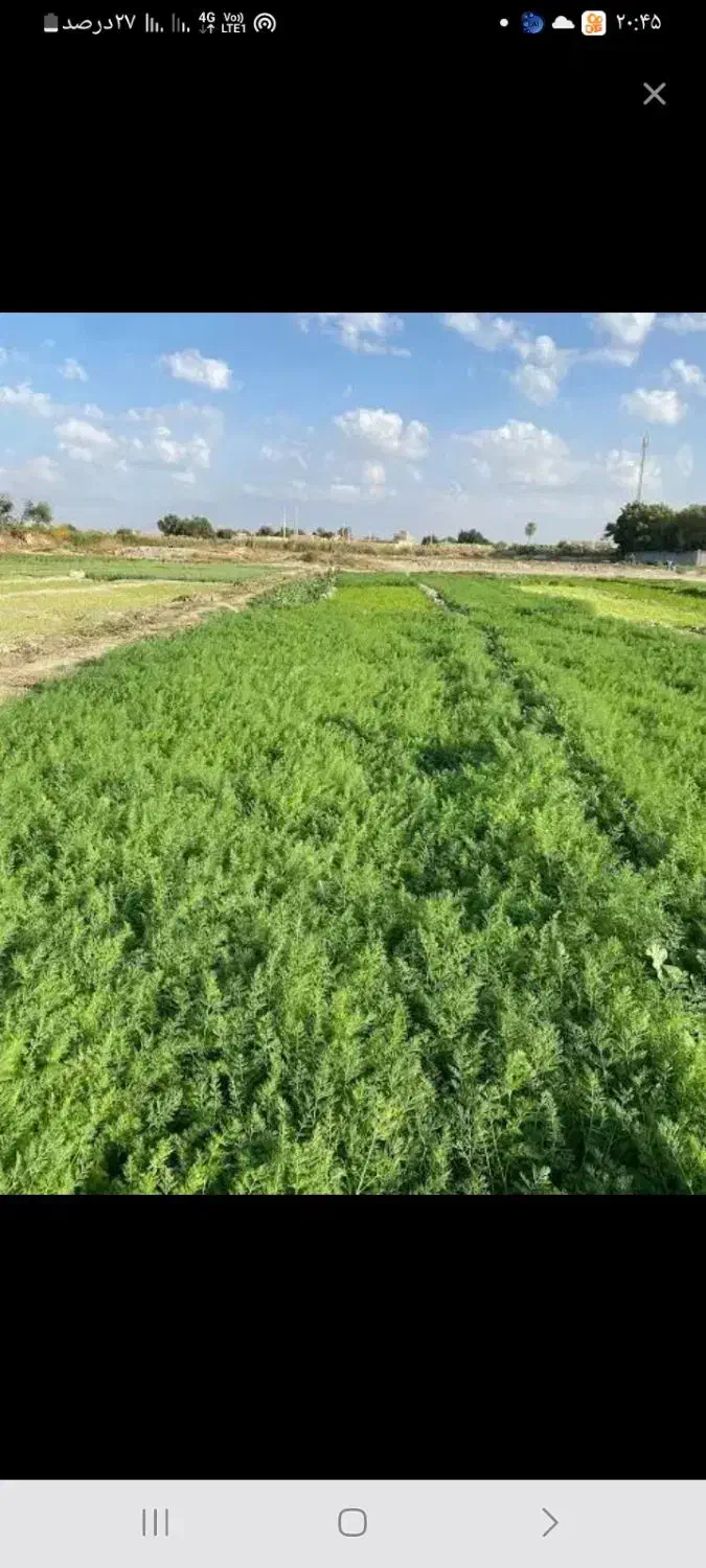 خرد کردن سبزی بادستگاه دغاغله|خوردنی و آشامیدنی|اهواز, دغاغله|دیوار