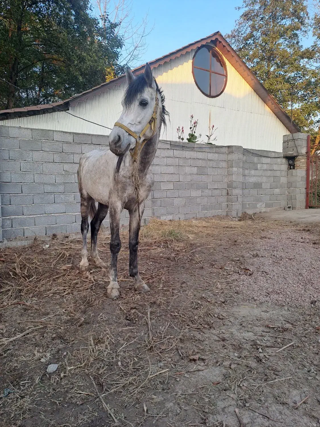 اسب نژاد کورد|اسب و تجهیزات اسبسواری|لاهیجان, آهندان|دیوار