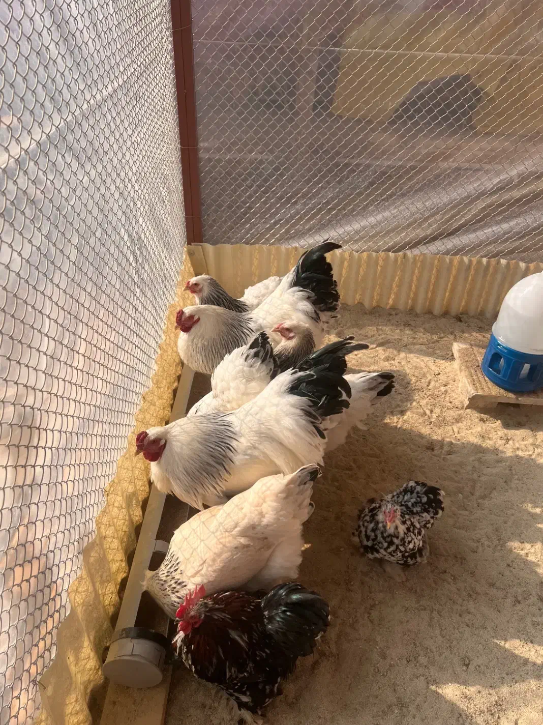 تخم نطفه دار برهما لایت ازمولدین غول پیکر|حیوانات مزرعه|کاشان, صفی آباد|دیوار