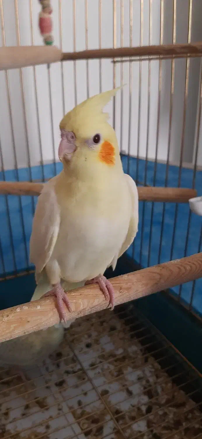 عروس هلندی|پرنده|محمدشهر, شهرک چمران|دیوار