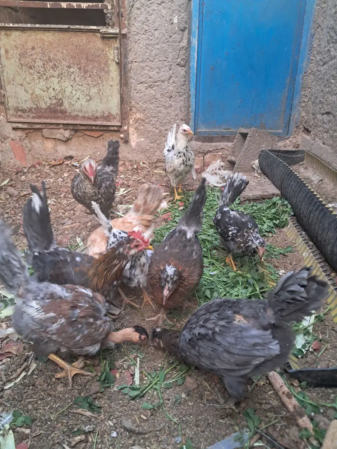 جوجه مرغ و خروس|حیوانات مزرعه|ماهان, |دیوار