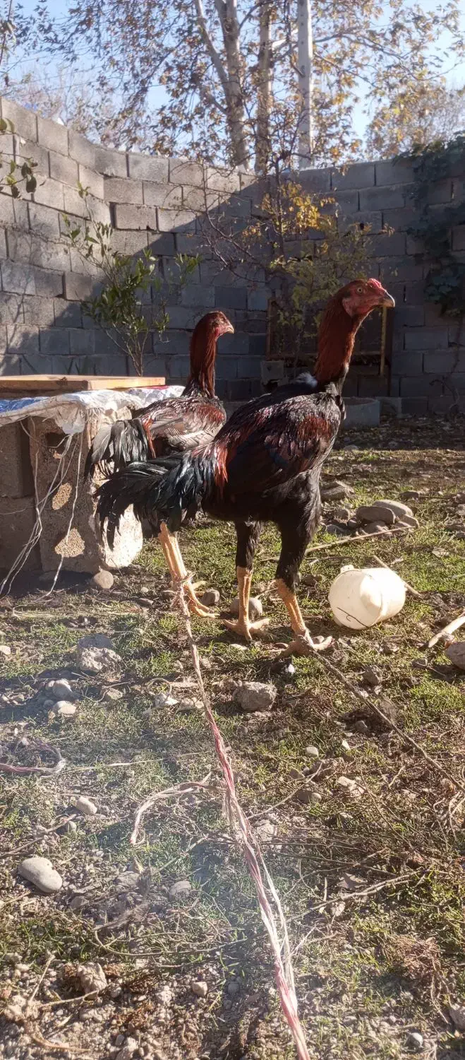 لاری افغان|حیوانات مزرعه|فاضل آباد, |دیوار