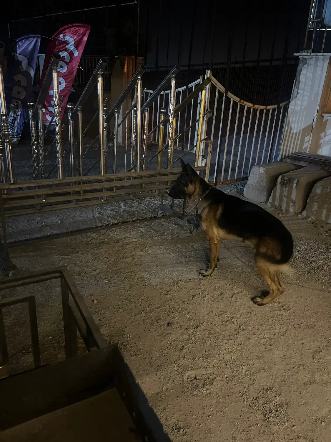 گمشده|حیوانات|ارومیه, |دیوار