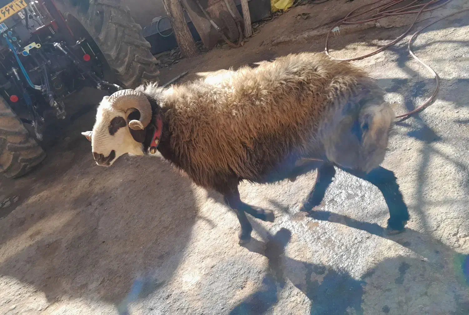 قوچ|حیوانات مزرعه|بوئین و میاندشت, |دیوار