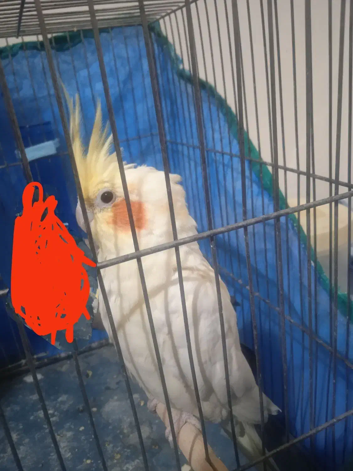 عروس هلندی سفید|پرنده|فولادشهر, B5|دیوار