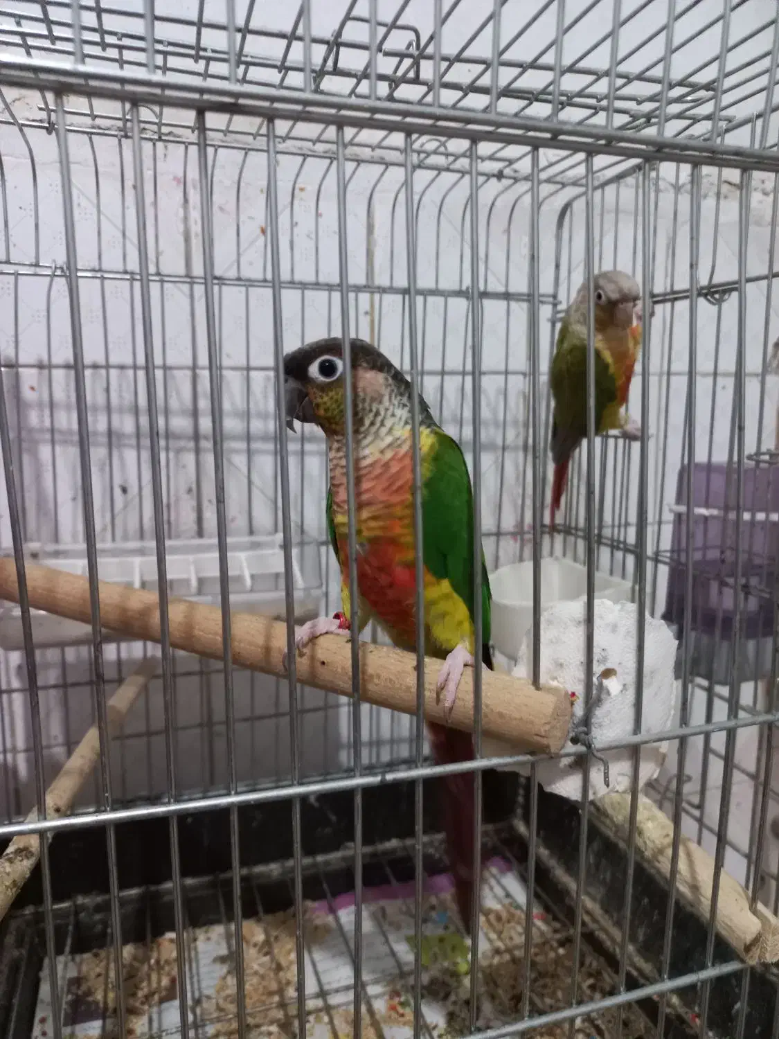 دو عدد طوطی گرینچیک ماده|پرنده|گلستان (تهران), |دیوار