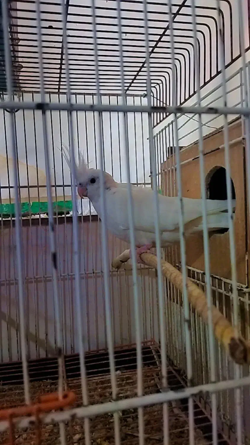 عروس مولد|پرنده|گنبد کاووس, |دیوار