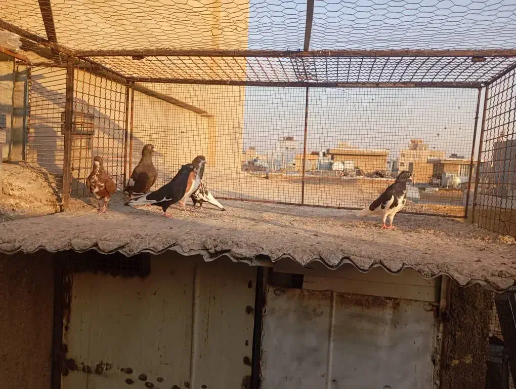 فروش کبوتر|پرنده|شیراز, امام حسین|دیوار