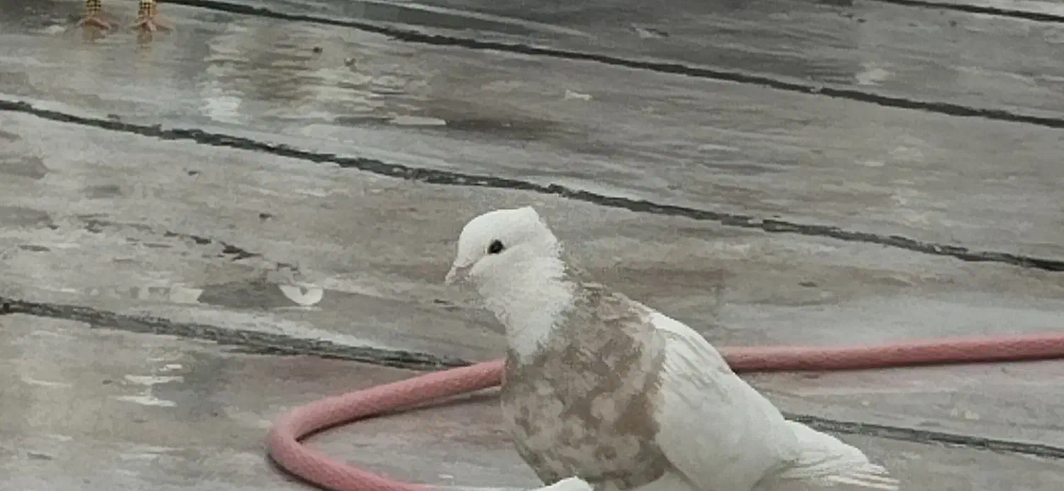 کفتر باخت رفته خریدارم|حیوانات|نظرآباد, نظرآباد|دیوار