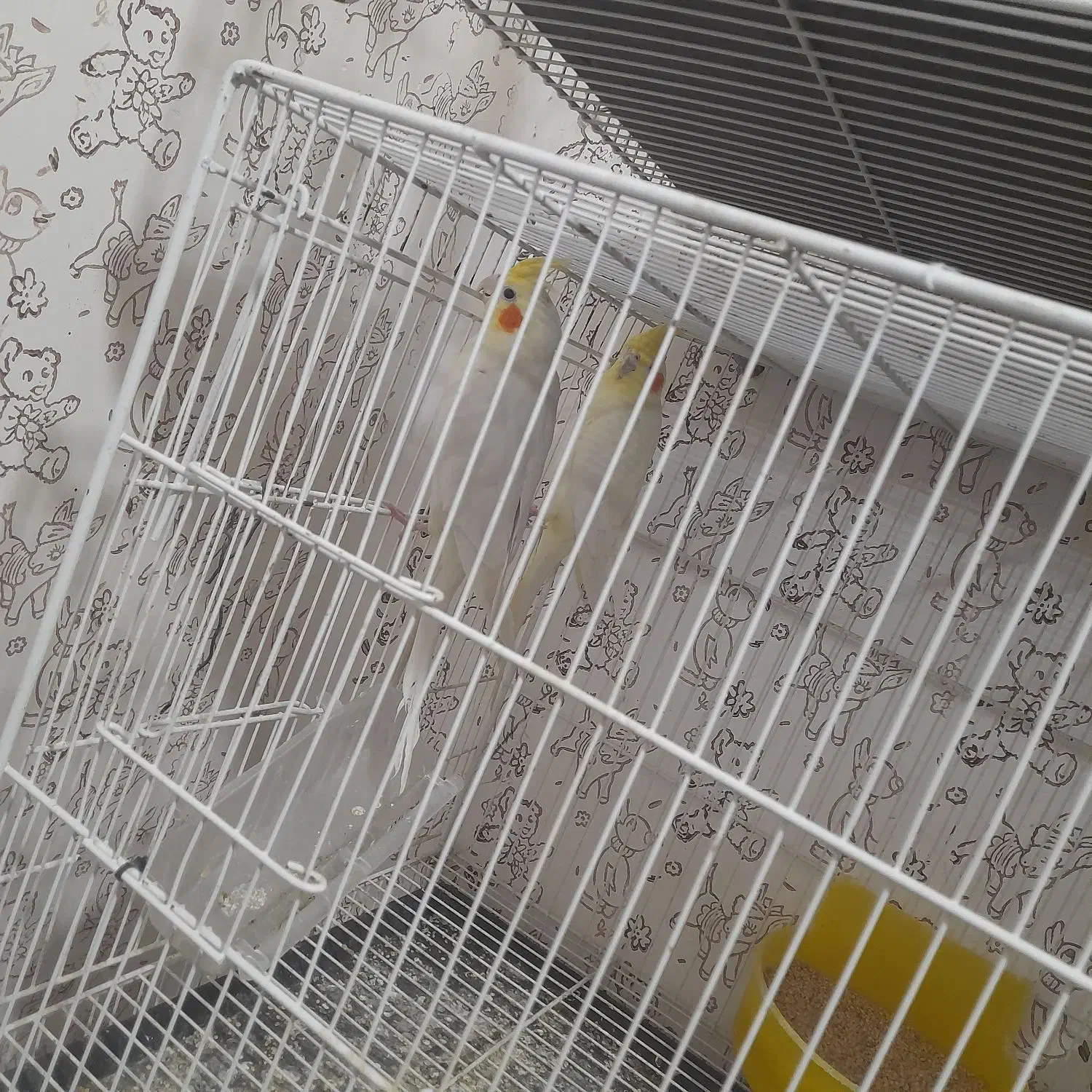 دوجفت عروس هلندی مولد. فروشی.|پرنده|بم, |دیوار