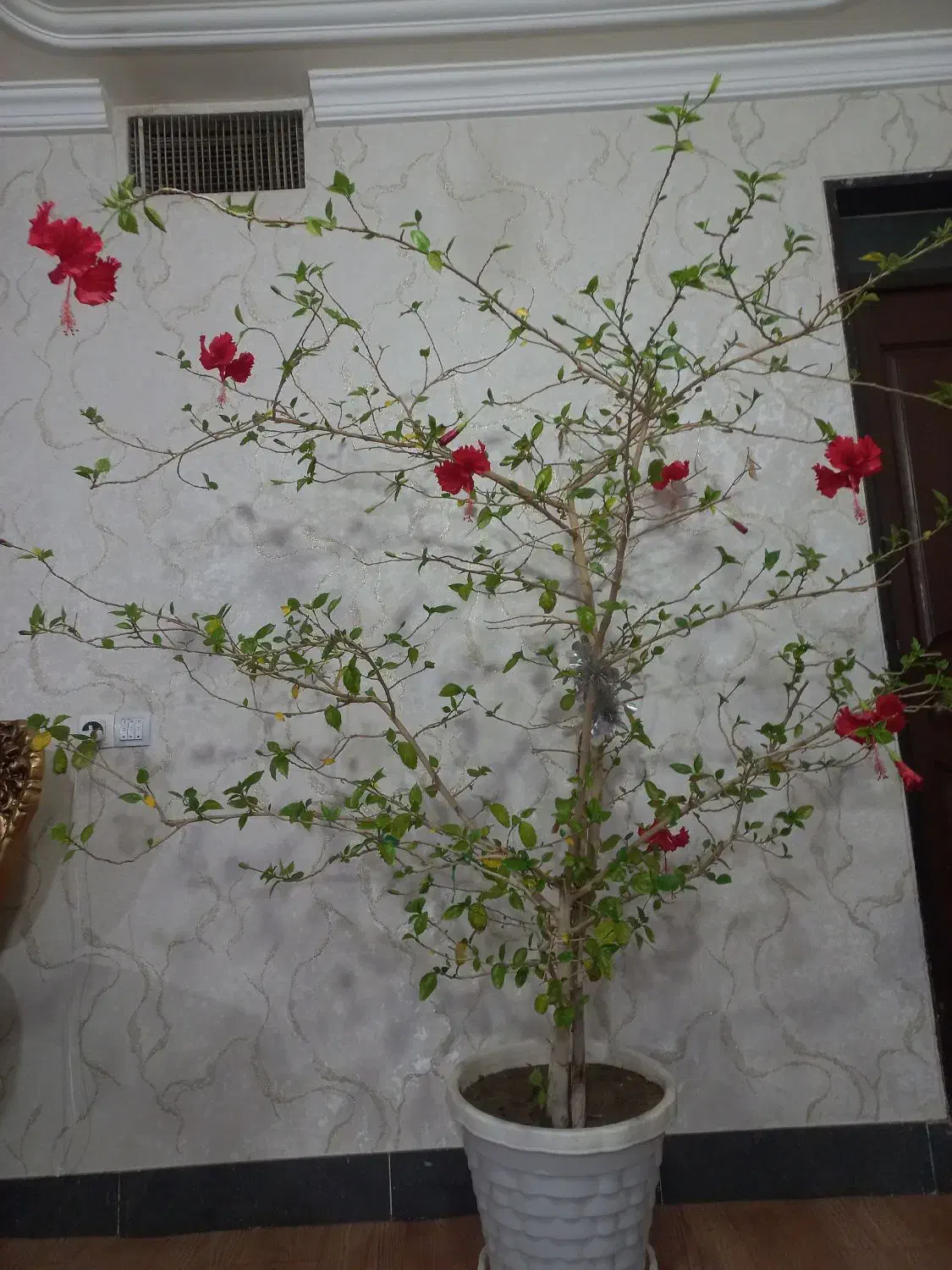 گل ختمی موقعیت قره ضیاءالدین|گل و گیاه طبیعی|قره ضیاالدین, |دیوار