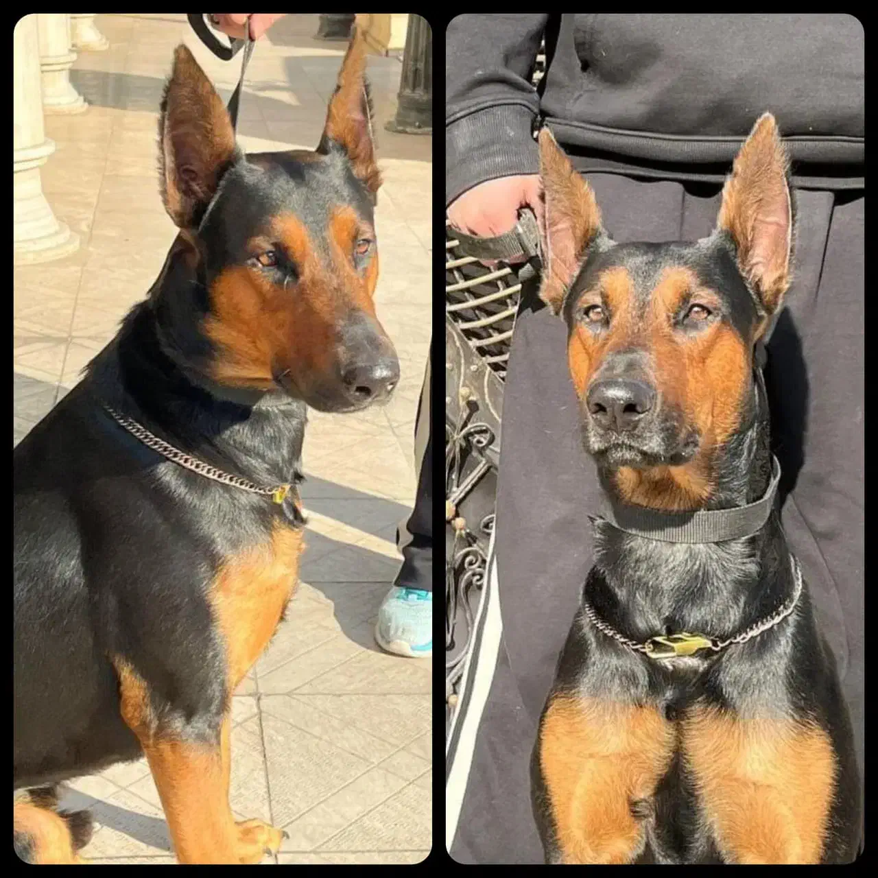 سگ گمشده|حیوانات|قزوین, |دیوار