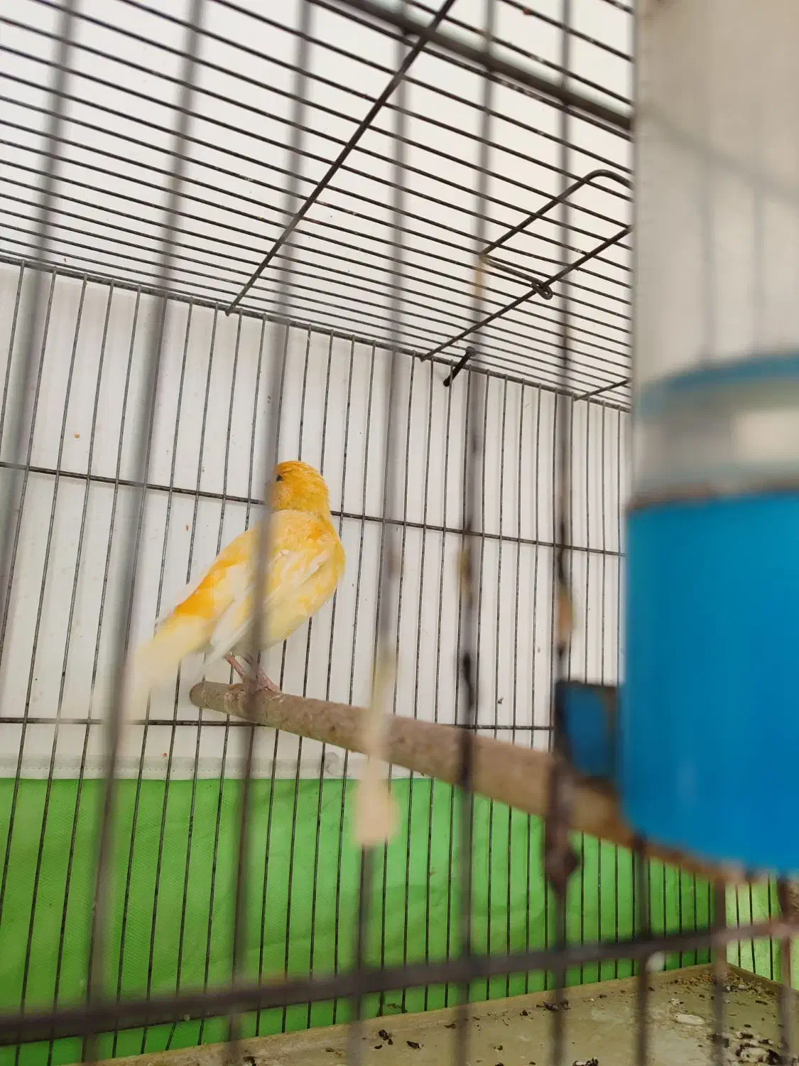 قناری|پرنده|مرودشت, کناره|دیوار