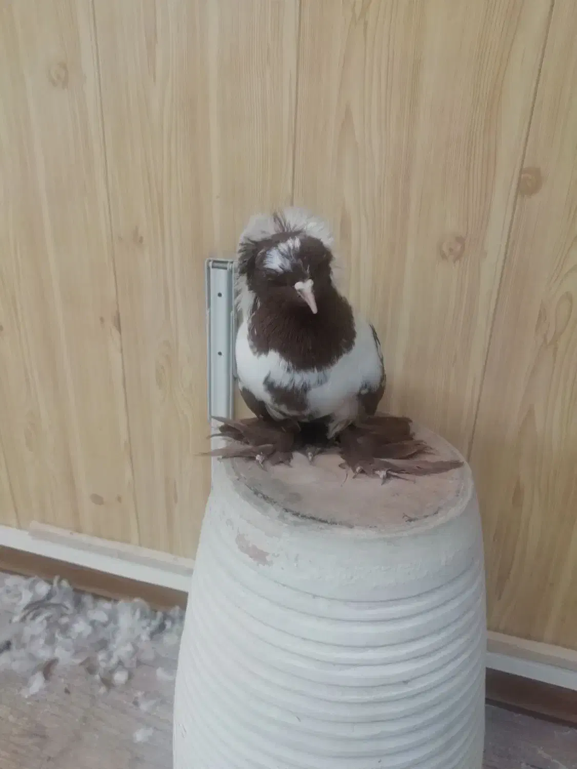 ککلی مایا|پرنده|اردبیل, |دیوار