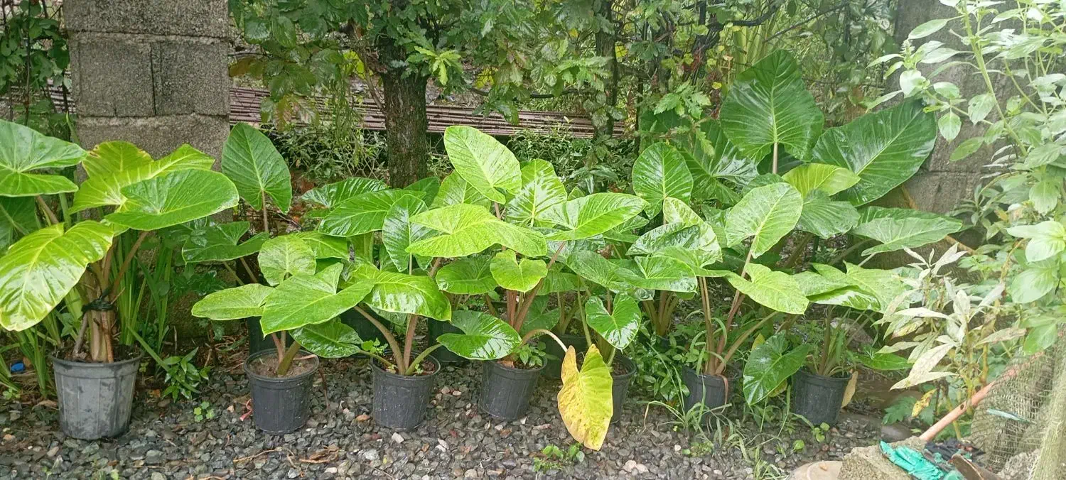 فروش بابا آدم|گل و گیاه طبیعی|رحیم‌آباد, |دیوار