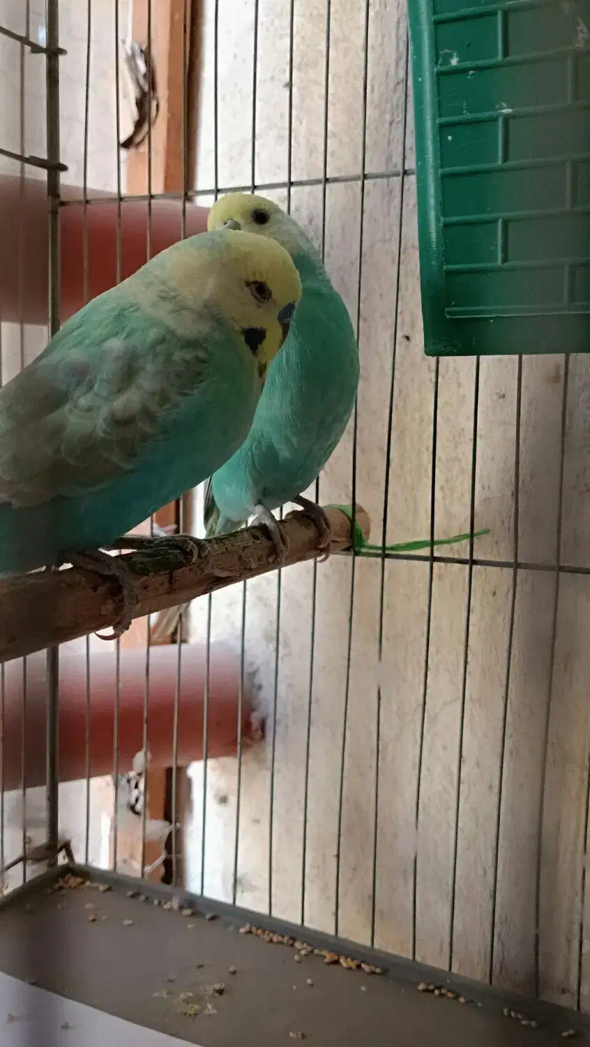 مرغ عشق رینبومولد|پرنده|بندرعباس, |دیوار