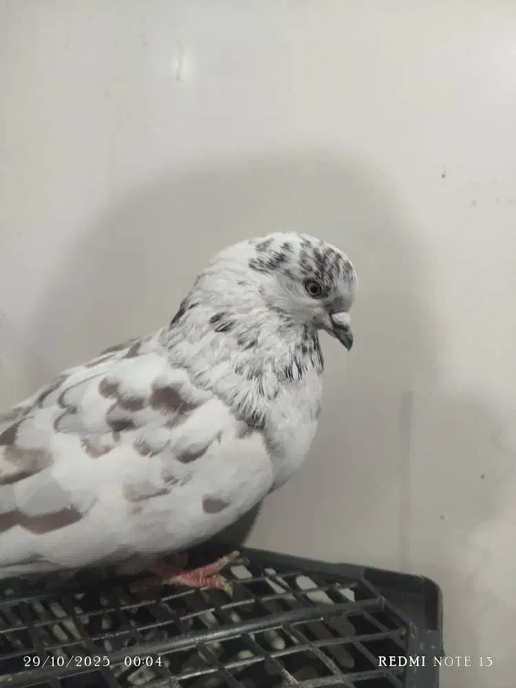 کبوتر گرفتنی جنازه|پرنده|ماکو, |دیوار