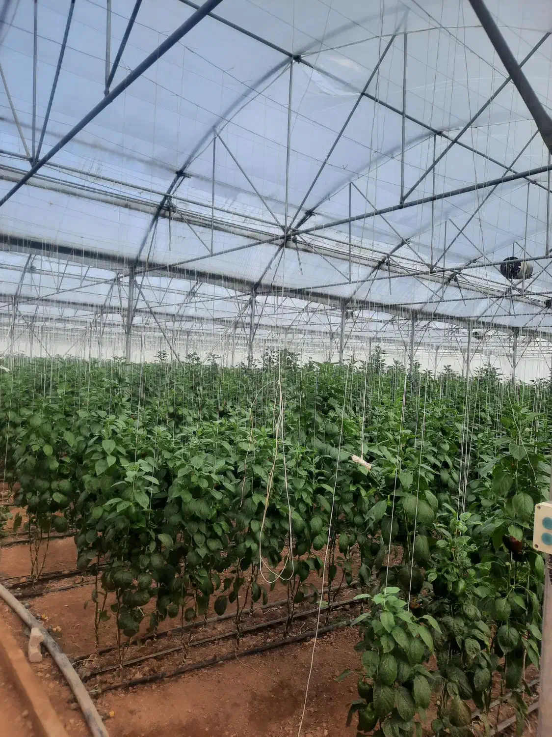 فروش گلخانه صنعتی|فروش دفتر صنعتی، کشاورزی، تجاری|عسگران, |دیوار