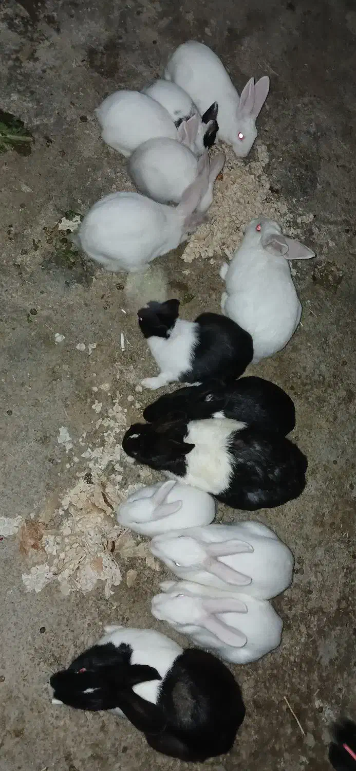 خرگوش خانگی|موش و خرگوش|مریوان, |دیوار