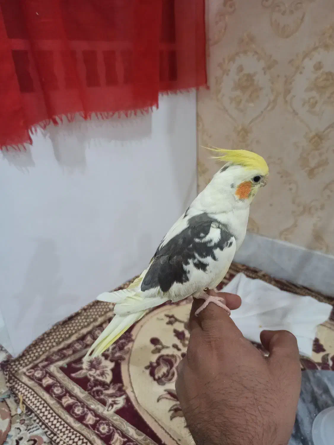 عروس هلندی ابلغ یا همان دوکت|پرنده|بردسکن, |دیوار