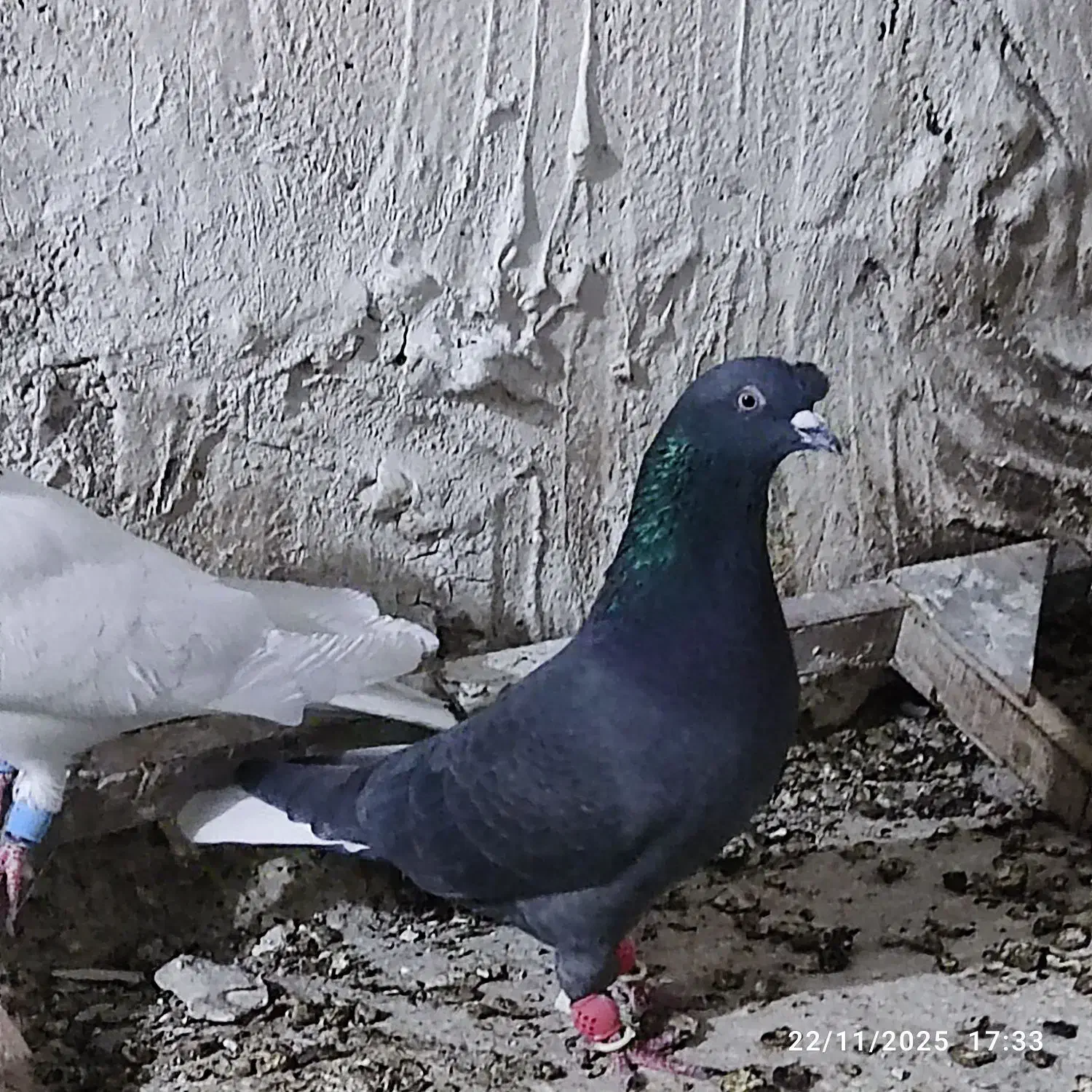 کبوتر در پرنده|پرنده|ارژن, |دیوار