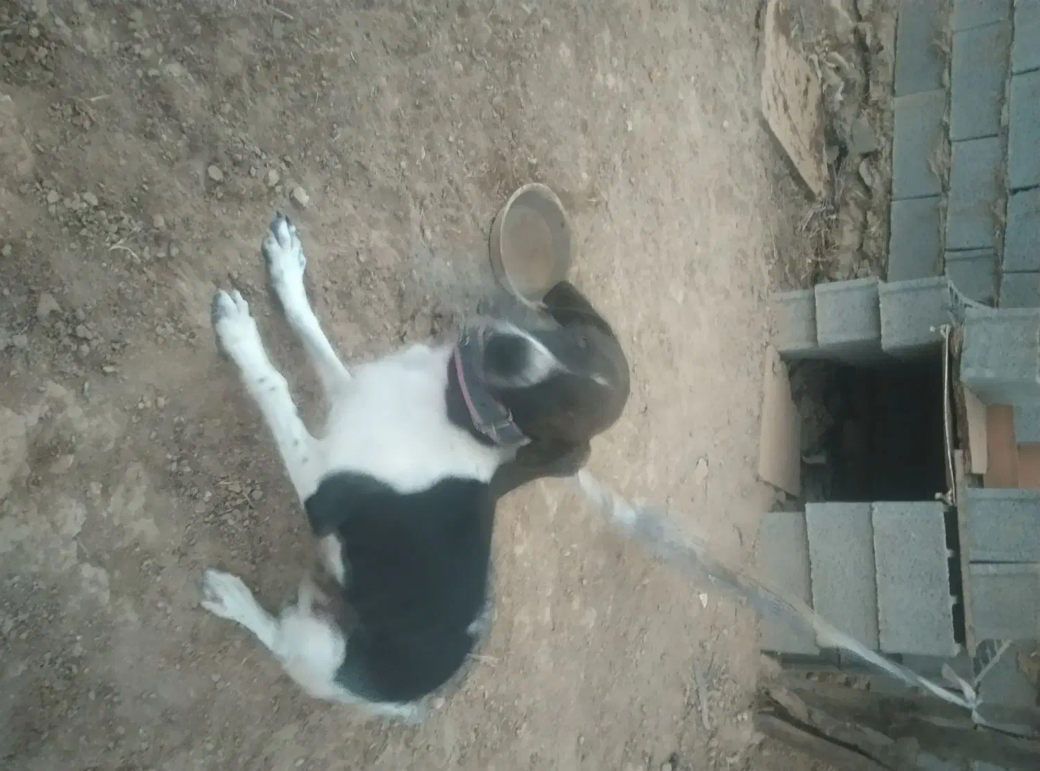 واگذاری سگ دمبلان یاب حرفه ای|سگ|گلی داغ, |دیوار