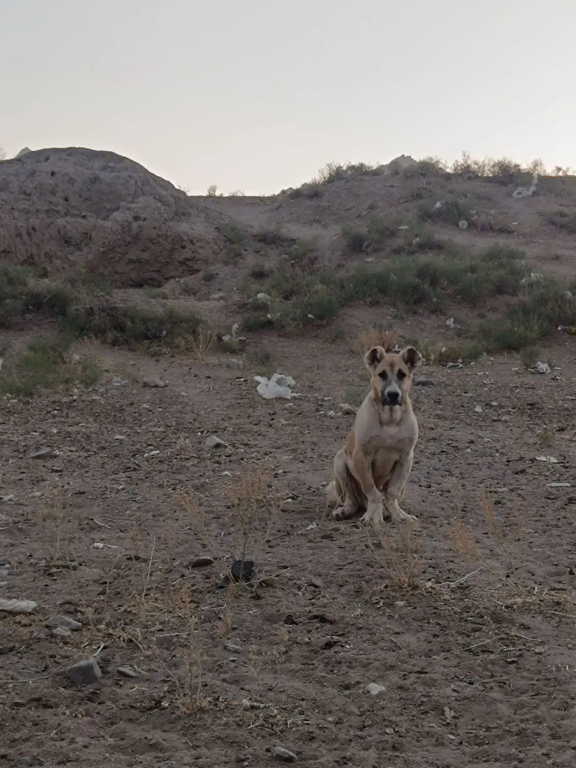 سگ سرابی|سگ|کرمان, |دیوار