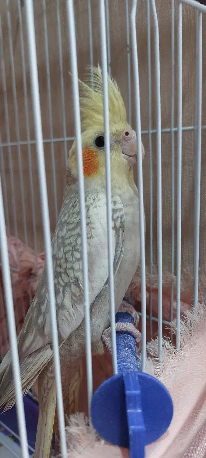 عروس هلندی|پرنده|تهران, شارق|دیوار