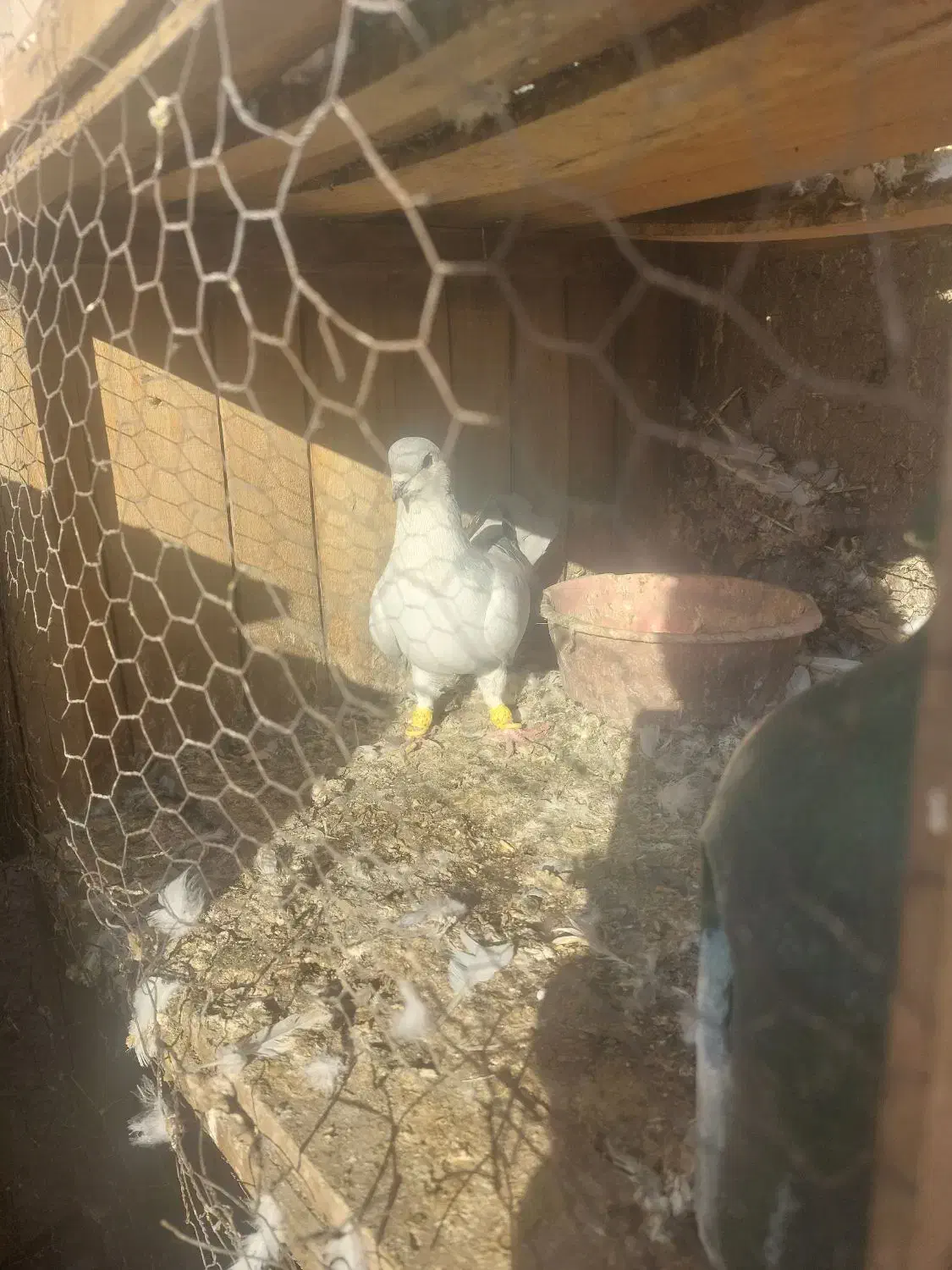 کفتر خوشرنگ طوسی|پرنده|ساوه, |دیوار