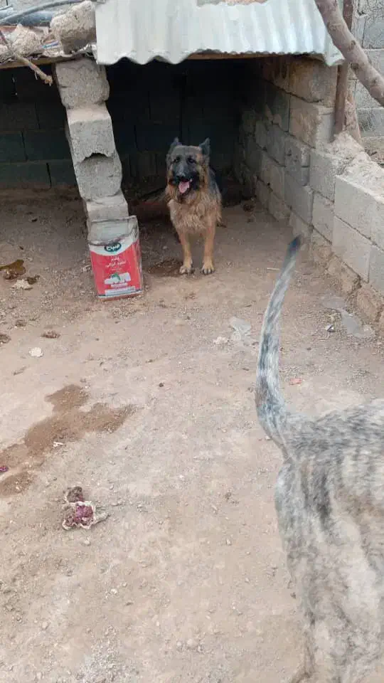 سگ ژرمن|سگ|فولادشهر, مسکن مهر فولادشهر|دیوار