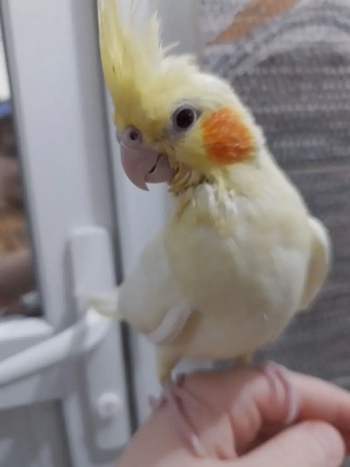 عروس هلندی فول رام .باسرلاک بزرگ شده.|پرنده|پیرانشهر, |دیوار