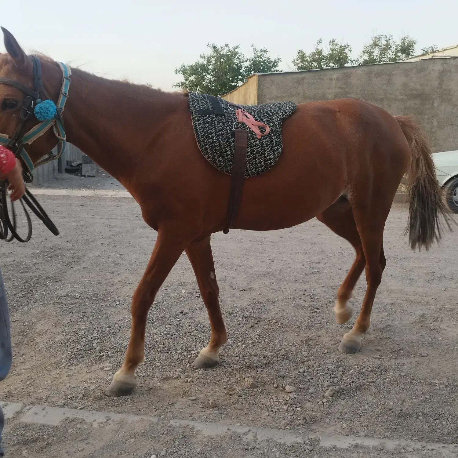 اسب مادیان|اسب و تجهیزات اسبسواری|زنجان, |دیوار