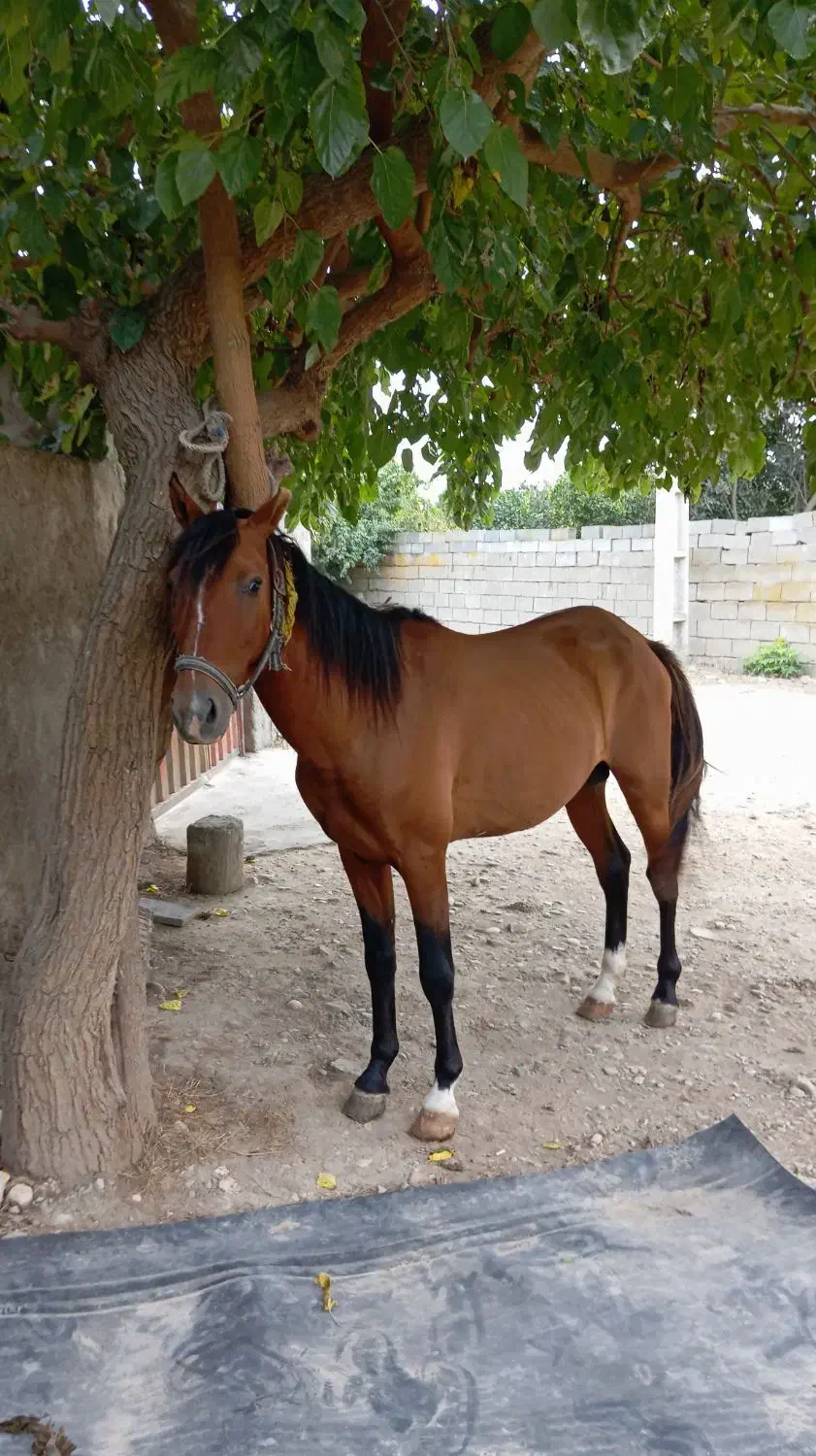 ۲ رس اسب نریان باری سواری|اسب و تجهیزات اسب‌سواری|کوهی‌خیل, |دیوار