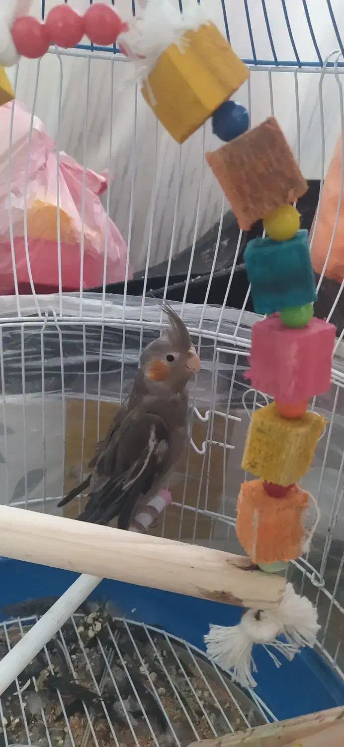 عروس هلندی دو ماهه|پرنده|چالوس, |دیوار