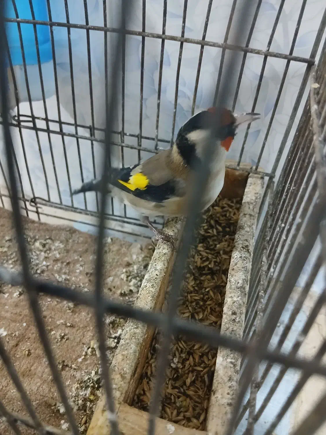 ی سهره نر گل بلند|پرنده|قزوین, |دیوار