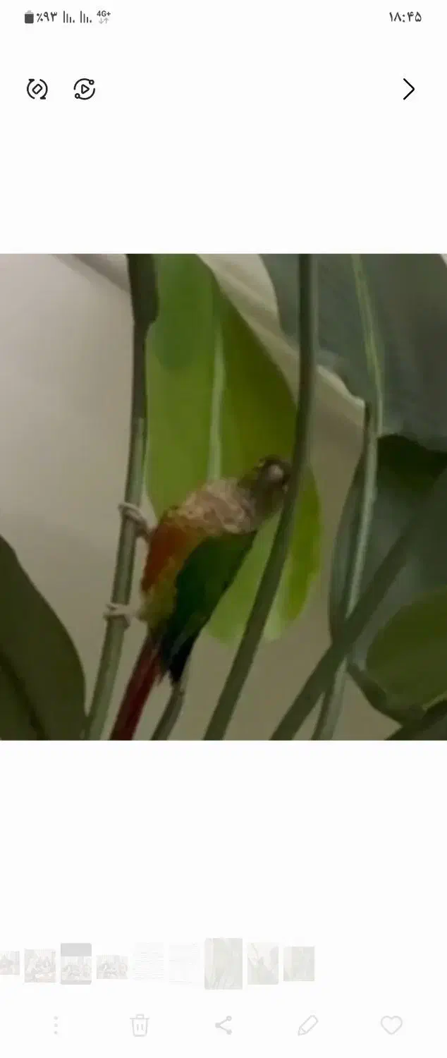 گمشده طوطی گرینچیک|حیوانات|ری, شهید بهشتی|دیوار